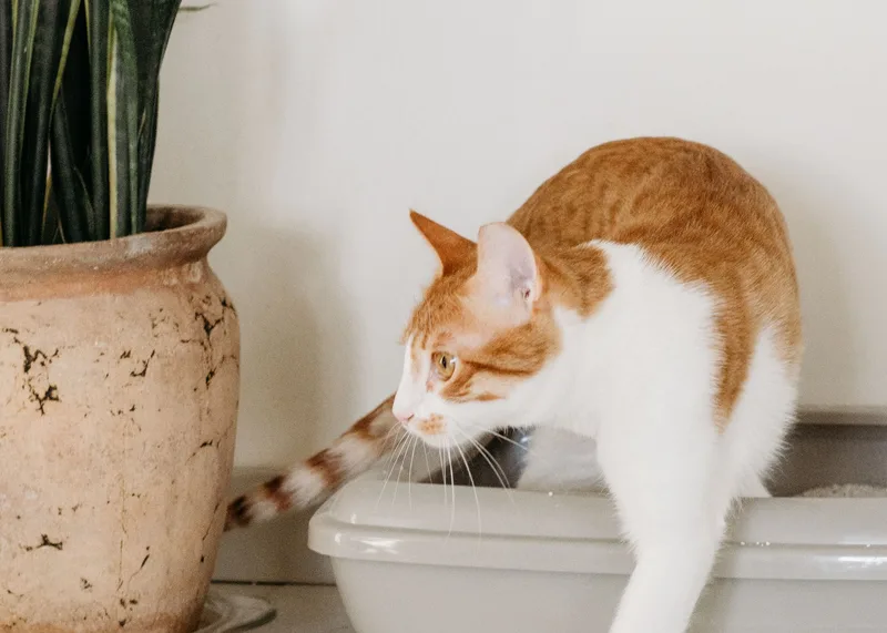 Katze beim Verlassen einer Katzentoilette