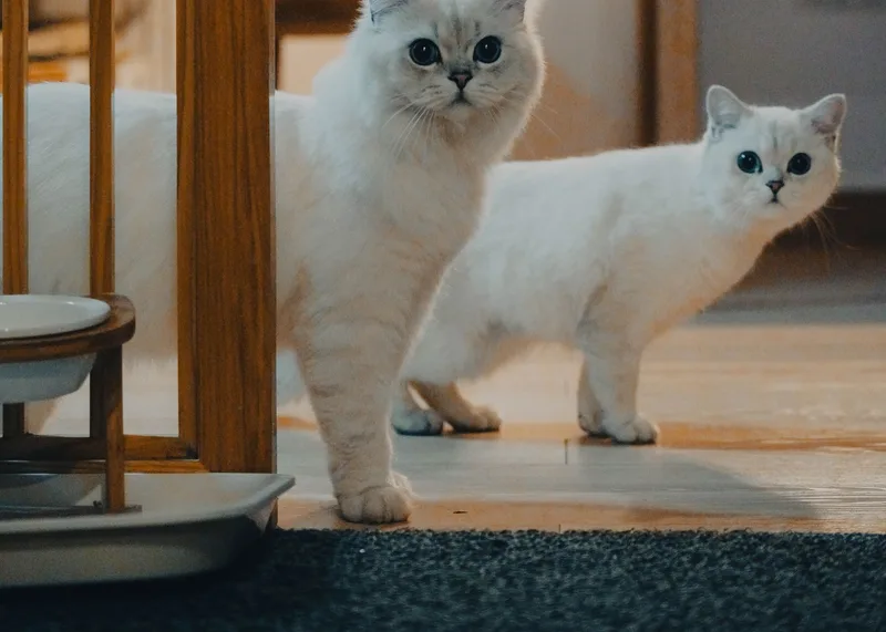Zwei Katzen in einem Wohnraum
