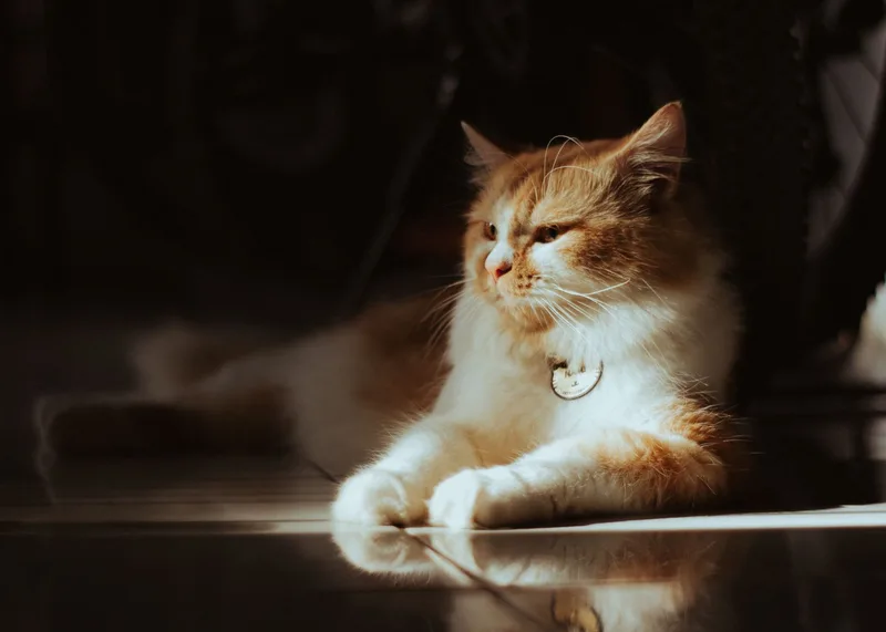 Katze auf einem sonnigen Fußboden im Haus