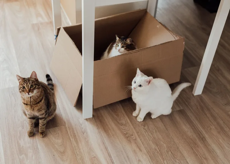 Katzen neben einem Karton in der Wohnung