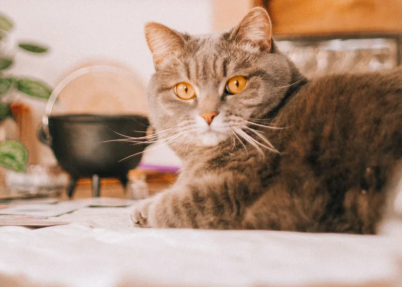 Graue Katze in einem Wohnraum mit Pflanzen